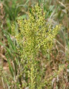 phytotherapeutikum2